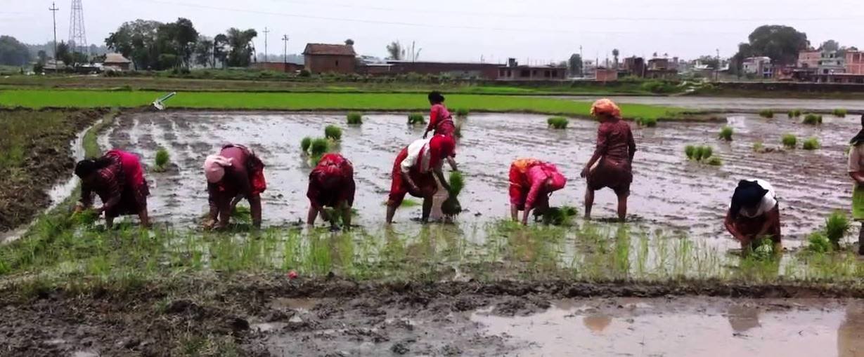 आज राष्ट्रिय धान दिवस, मुठी रोपेर मुरी उब्जाउने दिन 
